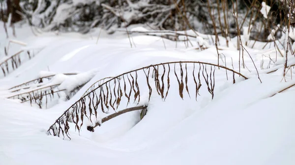 abstract snow texture, snow and frozen grass, shadows on the snow, winter time