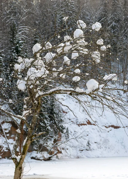 winter landscape, snow-covered ground, snow branches on tree branches, tree branches bent from the weight of snow, winter time in nature