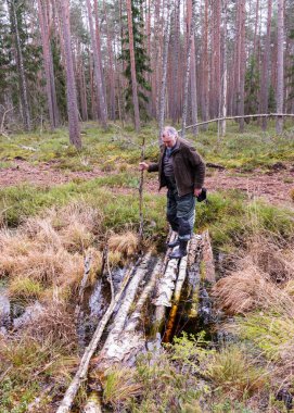 Bir adam hendeği geçer, eski ağaç gövdeleri hendeğin karşısına geçer, bataklık ormanı arka planında, arazi bataklığa özgü bitkilerle, bataklık manzarasıyla kaplıdır.