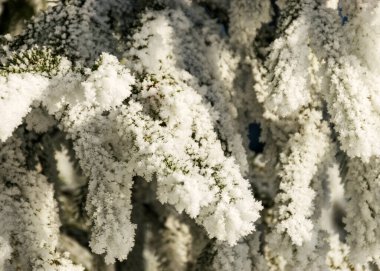 Koyu ve beyaz don nehir kıyısındaki ağaçları kaplıyor. Donmuş dalların yakın görüntüsü. Harika soğuk kış sabahı.
