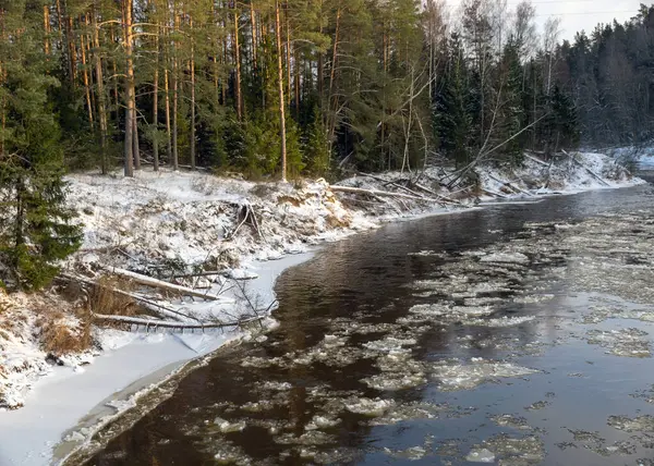 landscape with river in winter, tree-lined river bank, ice on the river, winter day, Gauja, Latvia