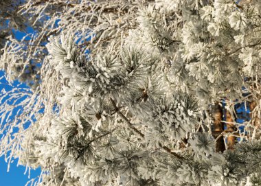 Koyu ve beyaz don nehir kıyısındaki ağaçları kaplıyor. Donmuş dalların yakın görüntüsü. Harika soğuk kış sabahı.