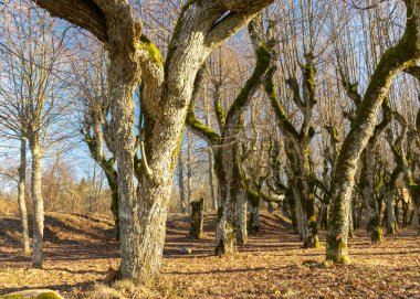Eski ıhlamur yolu, Katvaru malikânesi parkı, hayaletli ve sıradışı görünüyor - tıpkı masallardaki gibi, Katvaru malikanesi, Letonya