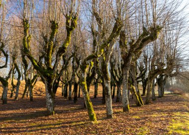 Eski ıhlamur yolu, Katvaru malikânesi parkı, hayaletli ve sıradışı görünüyor - tıpkı masallardaki gibi, Katvaru malikanesi, Letonya