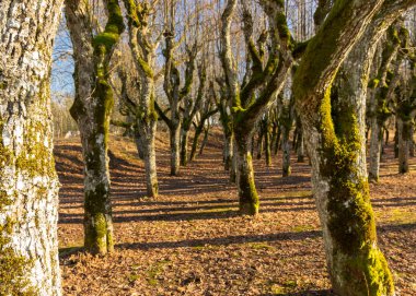 Eski ıhlamur yolu, Katvaru malikânesi parkı, hayaletli ve sıradışı görünüyor - tıpkı masallardaki gibi, Katvaru malikanesi, Letonya