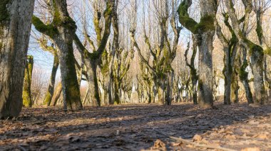 Eski ıhlamur yolu, Katvaru malikânesi parkı, hayaletli ve sıradışı görünüyor - tıpkı masallardaki gibi, Katvaru malikanesi, Letonya