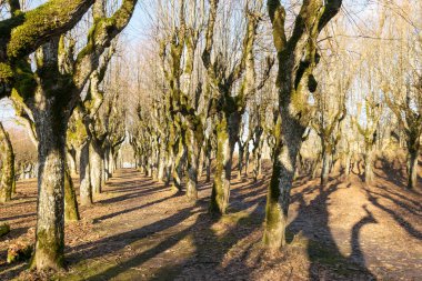Eski ıhlamur yolu, Katvaru malikânesi parkı, hayaletli ve sıradışı görünüyor - tıpkı masallardaki gibi, Katvaru malikanesi, Letonya