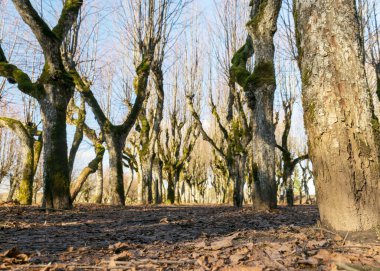 Eski ıhlamur yolu, Katvaru malikânesi parkı, hayaletli ve sıradışı görünüyor - tıpkı masallardaki gibi, Katvaru malikanesi, Letonya