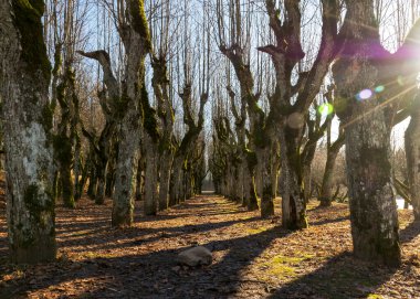 Eski ıhlamur yolu, Katvaru malikânesi parkı, hayaletli ve sıradışı görünüyor - tıpkı masallardaki gibi, Katvaru malikanesi, Letonya
