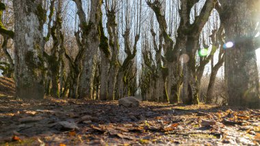 Eski ıhlamur yolu, Katvaru malikânesi parkı, hayaletli ve sıradışı görünüyor - tıpkı masallardaki gibi, Katvaru malikanesi, Letonya