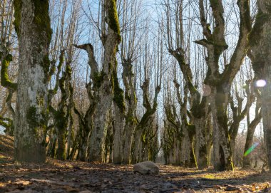 Eski ıhlamur yolu, Katvaru malikânesi parkı, hayaletli ve sıradışı görünüyor - tıpkı masallardaki gibi, Katvaru malikanesi, Letonya