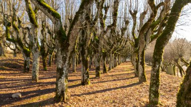 Eski ıhlamur yolu, Katvaru malikânesi parkı, hayaletli ve sıradışı görünüyor - tıpkı masallardaki gibi, Katvaru malikanesi, Letonya