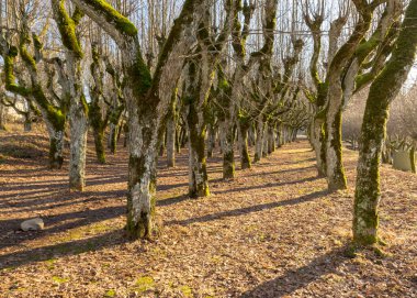 Eski ıhlamur yolu, Katvaru malikânesi parkı, hayaletli ve sıradışı görünüyor - tıpkı masallardaki gibi, Katvaru malikanesi, Letonya