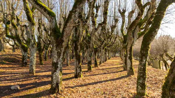 Eski ıhlamur yolu, Katvaru malikânesi parkı, hayaletli ve sıradışı görünüyor - tıpkı masallardaki gibi, Katvaru malikanesi, Letonya