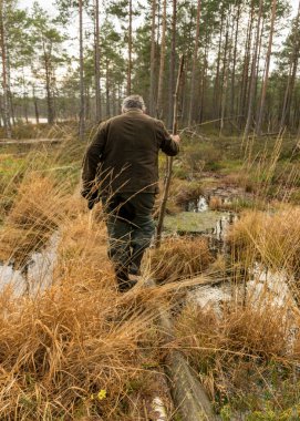Bir adam hendeği geçer, eski ağaç gövdeleri hendeğin karşısına geçer, bataklık ormanı arka planında, arazi bataklığa özgü bitkilerle, bataklık manzarasıyla kaplıdır.