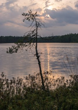 Sonbahar manzarasının arka planındaki çam dalları bataklık gölü, göldeki bulanık ağaç yansımaları, sonbahar zamanı, Letonya