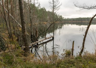 Bataklık gölü kıyısında çeşitli eski ve çürümüş ağaçlar ve ağaç dalları, sel basmış orman bölgesi, bataklık arka planı