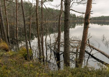Bataklık gölü kıyısında çeşitli eski ve çürümüş ağaçlar ve ağaç dalları, sel basmış orman bölgesi, bataklık arka planı