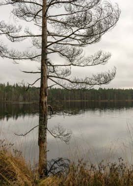 Göl kıyısı, bataklık ormanı arka planı, bataklık çamları ve huş ağaçları, bataklıkla kaplı arazi tipik bitkiler, bataklık manzarası