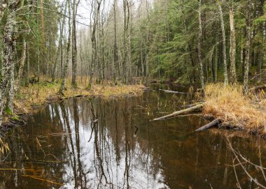 Manzara, ormandaki su çukuru, karsız kış.