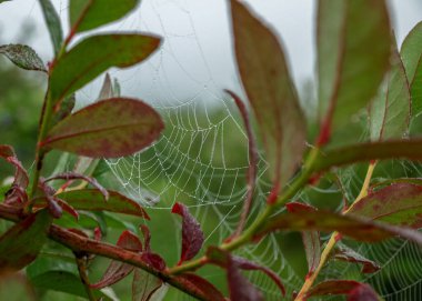 Sabah çiğ tanesinde örümcek ağı, sonbahar sabahı