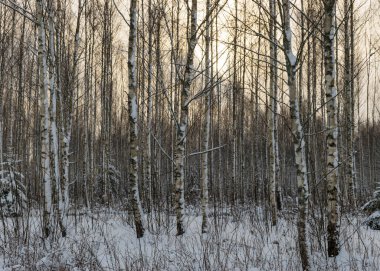 Bir huş ağacı ve karla kaplı küçük bir Noel ağacı olan kış manzarası. Güzel bir kış günü.
