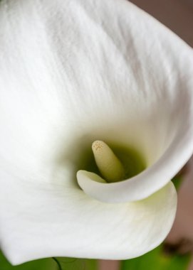 Beyaz bir nasır çiçeği ve yeşil yapraklı fotoğraf.