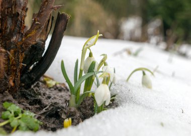 Karda beyaz kar damlalarının olduğu fotoğraf, ilk kar damlaları kışın gidişini ve baharın gelişini simgeliyor.