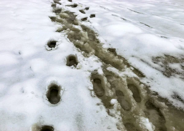 picture with wet lake surface, footprints on ice, snow texture