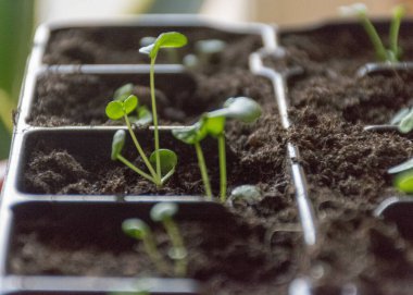 Topraklı plastik kutular ve ilk çiçek filizleri, bulanık arka plan, baharda bahçede yetişen bitki, bahar