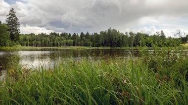 Göl kenarındaki güneşli yaz manzarası, ağaçlar ve kümülüs bulutları göl suyuna yansıyor, kıyı sazlıklarla kaplanıyor, yaz doğası.