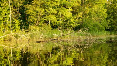 Göl kenarındaki yeşil manzara, sakin sulardaki ağaç yansımaları, yaz zamanı.