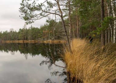 Göl kıyısı, bataklık ormanı arka planı, bataklık çamları ve huş ağaçları, bataklıkla kaplı arazi tipik bitkiler, bataklık manzarası