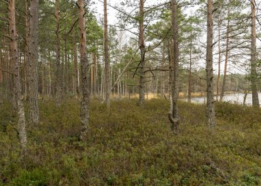 Göl kıyısı, bataklık ormanı arka planı, bataklık çamları ve huş ağaçları, bataklıkla kaplı arazi tipik bitkiler, bataklık manzarası