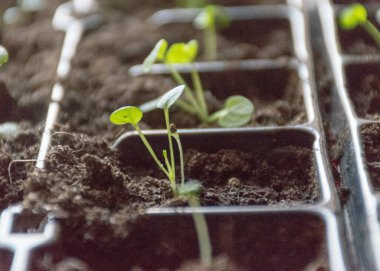 Topraklı plastik kutular ve ilk çiçek filizleri, bulanık arka plan, baharda bahçede yetişen bitki, bahar