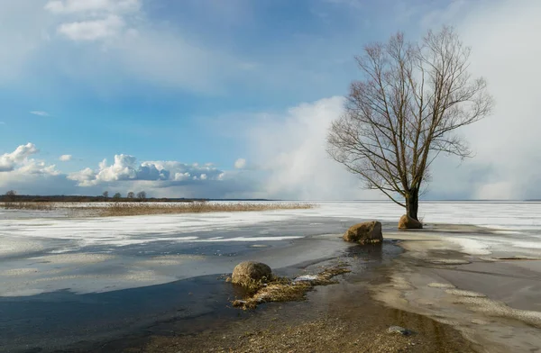 winter landscape with a lonely tree on the lake shore, flooded road, the boundaries of which are marked by stones, expressive clouds in the sky, Lake Burtnieki, Latvia