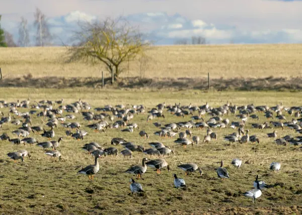 Paisaje Con Una Bandada Aves Migratorias Campo Ganso Migración Aves —  Fotos de Stock