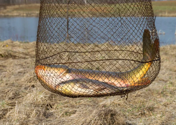 Picture Carp Caught Fish Net Fishing Hobby Early Spring Nature — Stock Photo, Image