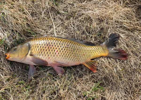 Carpe Prise Dans Les Mains Pêcheur Pêche Amateur Carpe Pêche — Photo