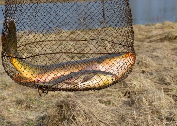 picture with a carp caught in a fish net, fishing as a hobby, early spring in nature, amateur fishing