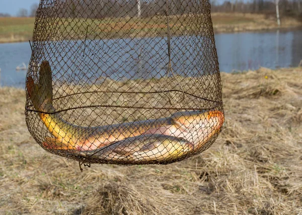 Bild Mit Einem Fischnetz Gefangenen Karpfen Angeln Als Hobby Vorfrühling — Stockfoto