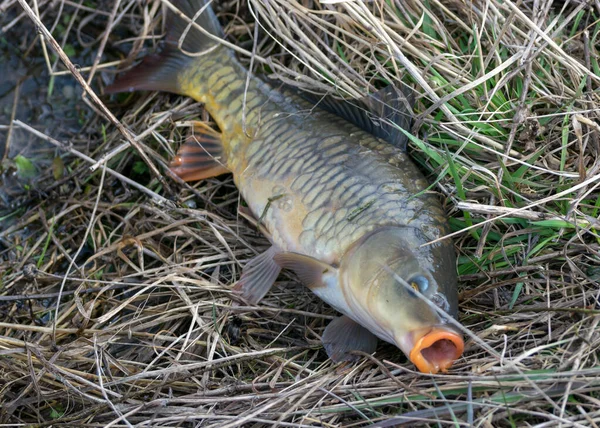 photography with a caught carp on the grass, fishing as a hobby, early spring in nature