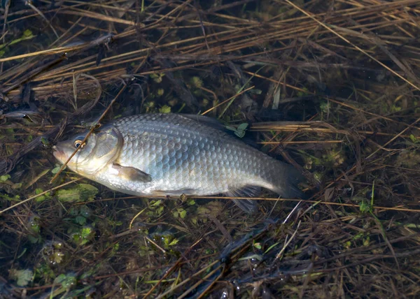 Fotografia Com Carrossel Costa Lago Pesca Como Hobby Início Primavera — Fotografia de Stock