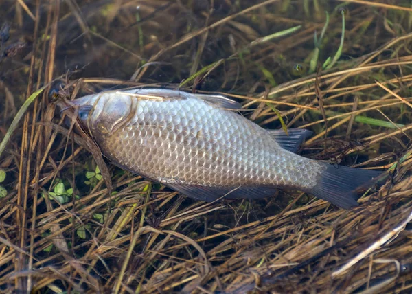 Fotografie Mit Karussell Ufer Des Sees Angeln Als Hobby Vorfrühling — Stockfoto