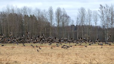 Göçmen bir kuş sürüsüyle bir kaz tarlasında manzara mevsimlik kuş göçü Letonya 'nın vahşi doğasındaki bir tarlada birçok yabani kaz.