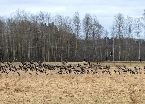 Krajobraz Migrującym Stadem Ptaków Polach Gęsi Sezonowa Migracja Ptaków Krajobrazowych — Zdjęcie stockowe