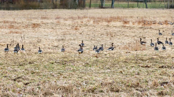 Krajobraz Migrującym Stadem Ptaków Polach Gęsi Sezonowa Migracja Ptaków Krajobrazowych — Zdjęcie stockowe