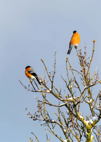 Foto Mit Ast Mit Vögeln Blauem Himmel Roter Brust Pyrrhula — Stockfoto