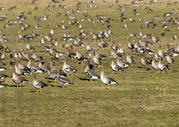 Paisaje Con Una Bandada Aves Migratorias Campo Ganso Migración Aves — Foto de Stock
