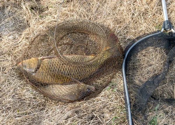 Picture Carp Caught Fish Net Pesca Como Hobby Início Primavera — Fotografia de Stock